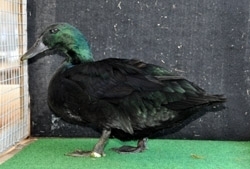 Cayuga